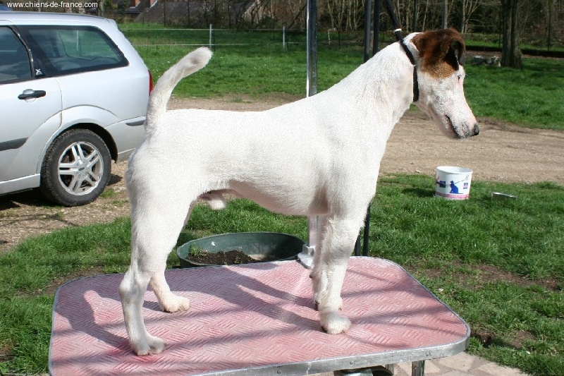 CH. Vicomte Du breil des elfes