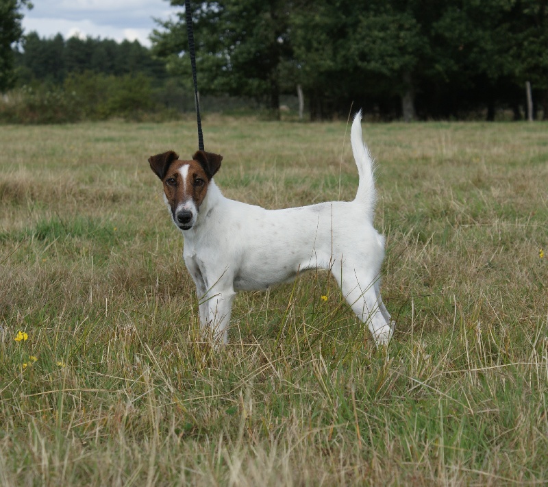 Bruyere Du breil des elfes