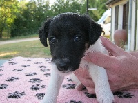 HERMINE