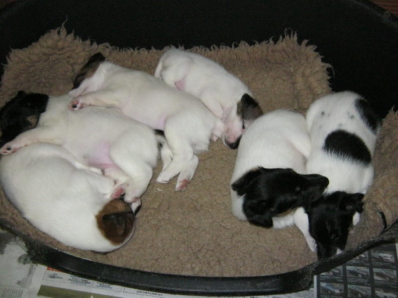 Du breil des elfes - Fox Terrier Poil lisse - Portée née le 04/08/2012